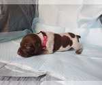 Small Photo #2 German Shorthaired Pointer Puppy For Sale in BLUE SPRINGS, MS, USA