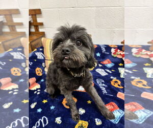 Cairn Terrier Dogs for adoption in York, SC, USA