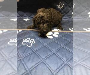 Poodle (Standard) Puppy for sale in HICKORY, NC, USA