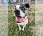 Small Bullboxer Pit
