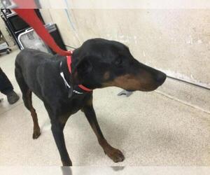 Doberman Pinscher Dogs for adoption in Riverside, CA, USA