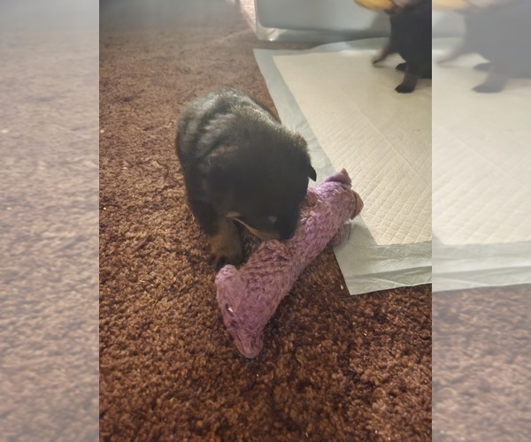 Medium Photo #9 Rottweiler Puppy For Sale in WINDSOR, ME, USA