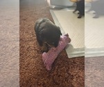 Litter of 8 - Male(s) and Female(s) RottweilerLitter of Puppies for Sale - Photo #9
