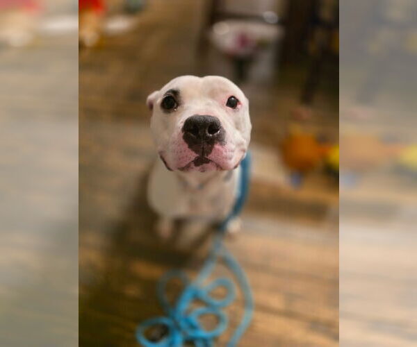 Medium Photo #3 Mutt Puppy For Sale in New London, WI, USA