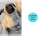 Small #1 Great Pyrenees Mix