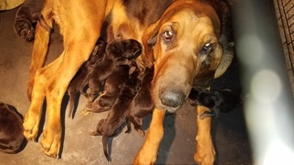 Mother of the Bloodhound puppies born on 10/26/2018