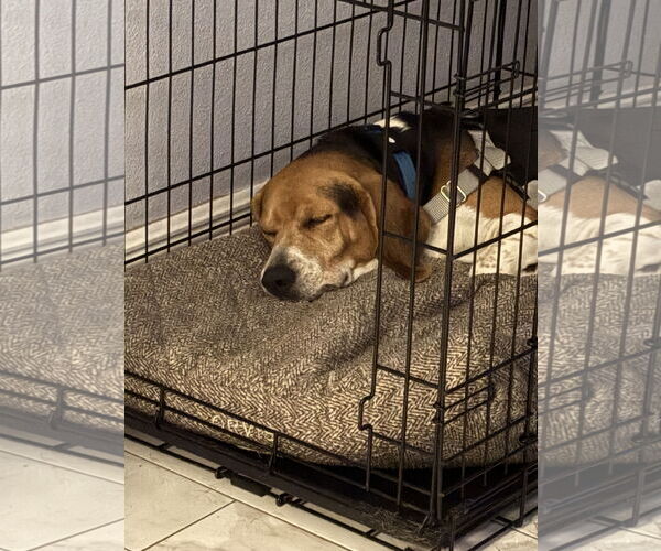 Medium Photo #3 Beagle Puppy For Sale in Tampa, FL, USA