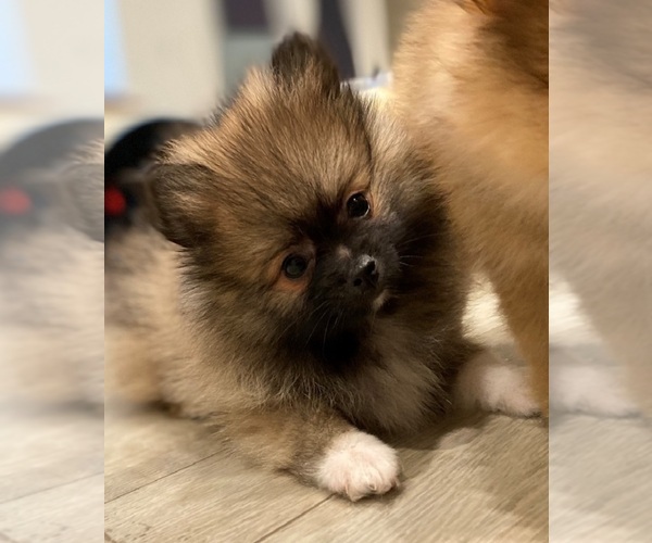 View Ad Pomeranian Puppy for Sale near California, LOS