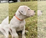 Small Photo #3 Dogo Argentino Puppy For Sale in SAN ANTONIO, TX, USA