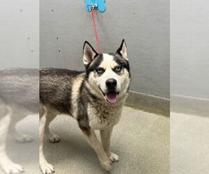 German Shepherd Dog-Unknown Mix Dogs for adoption in Las Vegas, NV, USA