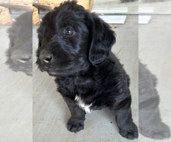 Medium Photo #13 Labradoodle Puppy For Sale in BOISE, ID, USA