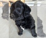 Small #12 Labradoodle