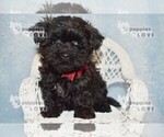 Small Photo #12 Maltipoo Puppy For Sale in SANGER, TX, USA