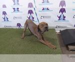 Small American Pit Bull Terrier