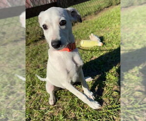 Smith - Male Mutt Dog for Adoption