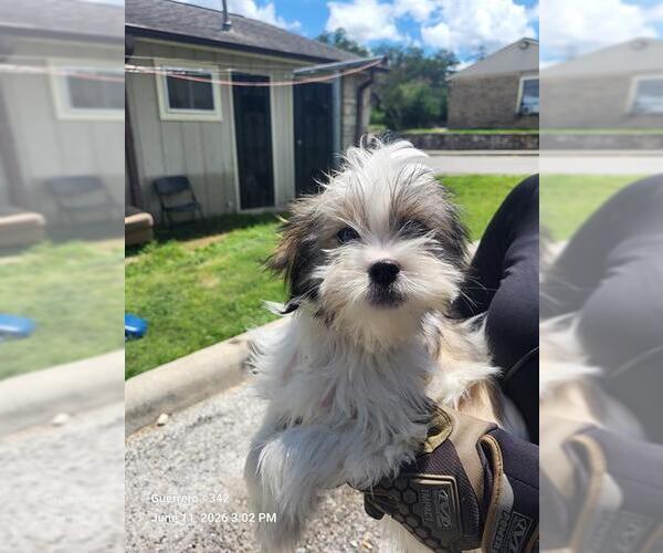 Medium Photo #1 Maltese-Unknown Mix Puppy For Sale in San Antonio, TX, USA
