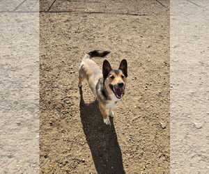 Mutt Dogs for adoption in Maquoketa, IA, USA