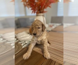 Goldendoodle Puppy for Sale in NORTH LAS VEGAS, Nevada USA