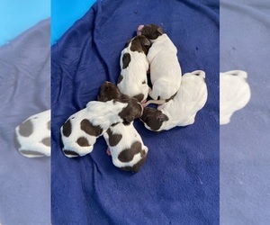 German Shorthaired Pointer Puppy for sale in TIPTONVILLE, TN, USA