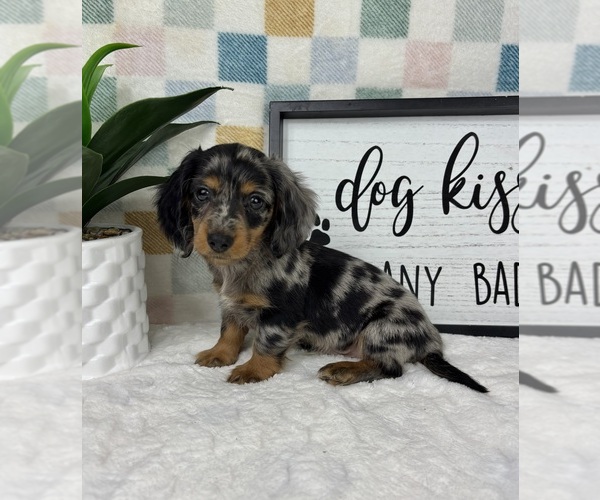 Medium Photo #3 Dachshund Puppy For Sale in FRANKLIN, IN, USA