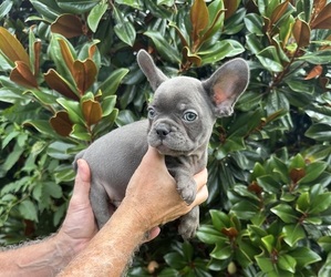 French Bulldog Puppy for sale in TRACYS LANDING, MD, USA