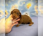 Small #1 Dachshund