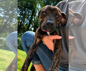 Labrador Retriever-Unknown Mix Dogs for adoption in Clarkston, MI, USA