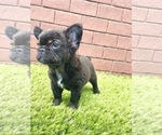 Small Photo #11 French Bulldog Puppy For Sale in LITTLE ROCK, AR, USA