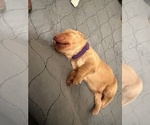 Puppy purple Golden Retriever