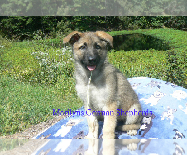 Medium Photo #2 German Shepherd Dog Puppy For Sale in PIEDMONT, MO, USA