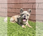 Small Photo #22 French Bulldog Puppy For Sale in DENVER, CO, USA