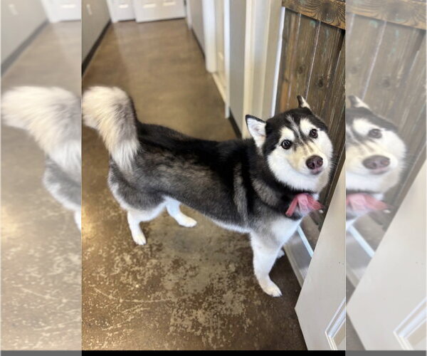 Medium Photo #8 Siberian Husky-Unknown Mix Puppy For Sale in Oakhurst, NJ, USA