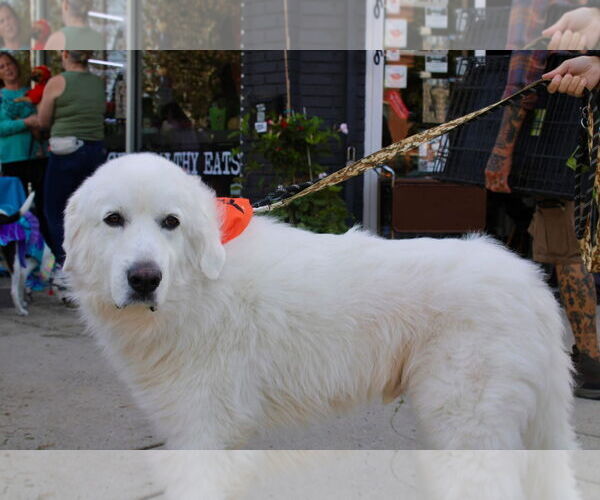 Medium Photo #4 Great Pyrenees-Unknown Mix Puppy For Sale in Oakhurst, NJ, USA