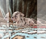 Puppy 1 French Bulldog