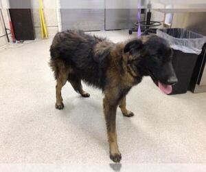 Mutt Dogs for adoption in Riverside, CA, USA