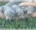 Small Photo #28 Weimaraner Puppy For Sale in WILLOWS, CA, USA