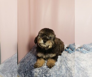Poodle (Miniature) Puppy for sale in HENDERSON, NV, USA
