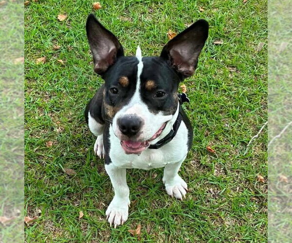 Medium Photo #1 Mutt Puppy For Sale in Canton, CT, USA