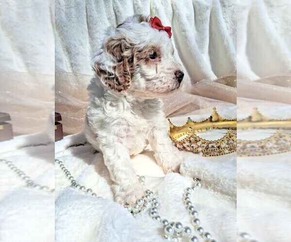 Medium Photo #31 Goldendoodle (Miniature) Puppy For Sale in GASTONIA, NC, USA