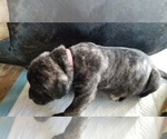 Small Photo #8 Mastiff Puppy For Sale in FULTON, NY, USA
