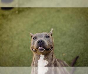 American Pit Bull Terrier Dogs for adoption in Orlando, FL, USA