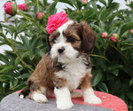 Small #2 Cava-Tzu