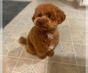 Mother of the Goldendoodle (Miniature) puppies born on 02/27/2025
