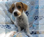 Small #1 Jack-A-Poo