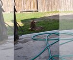 Small #8 Dutch Shepherd -Huskies  Mix