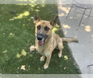 German Shepherd Dog Dogs for adoption in Chula Vista, CA, USA
