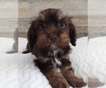 Small Photo #7 Cavapoo Puppy For Sale in CARLISLE, KY, USA