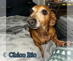 Small #4 Dachshund