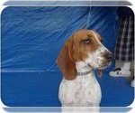 Small Photo #4 Basset Hound Puppy For Sale in San Diego, CA, USA