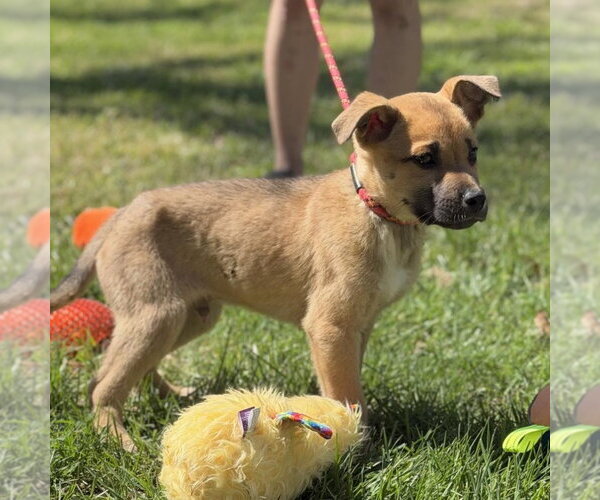 Medium Photo #3 Mutt Puppy For Sale in Yardley, PA, USA